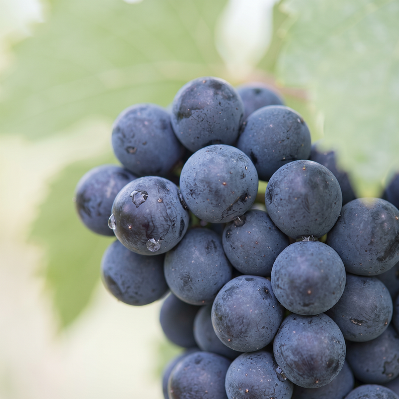 Uvas Malbec